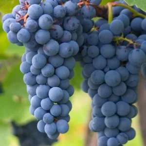 Syrah