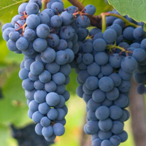Cinsault
