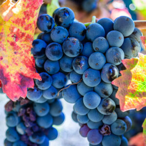 La Cuvée B – Image 3