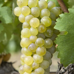 Viognier