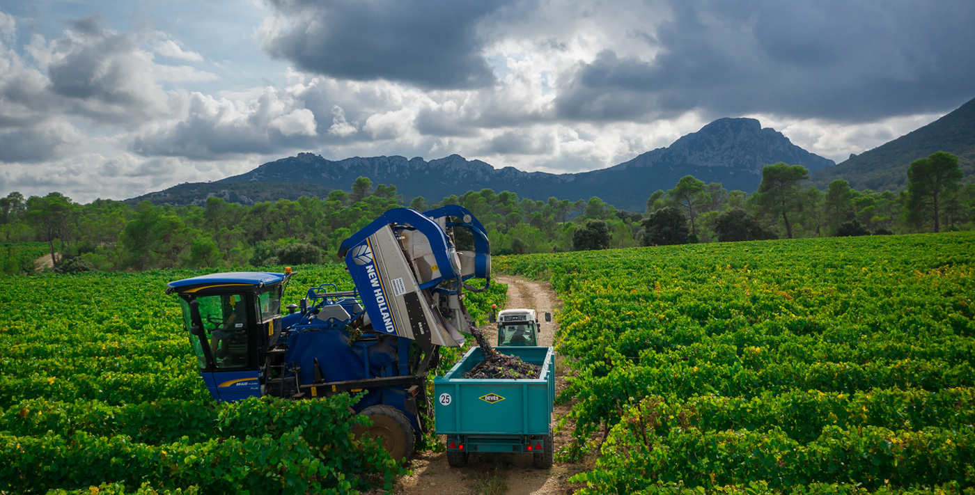 Vendanges Pic Saint Loup